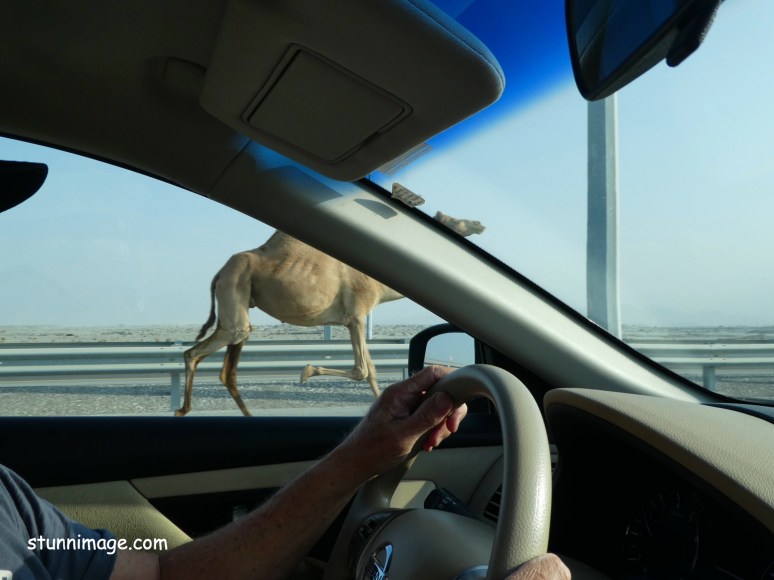 racing the camel.jpg