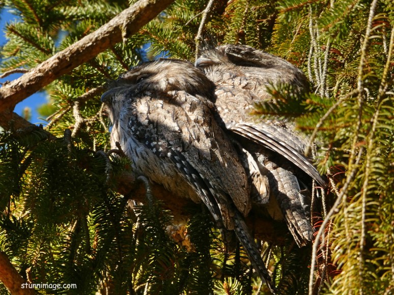 Tawney Frogmouths.jpg